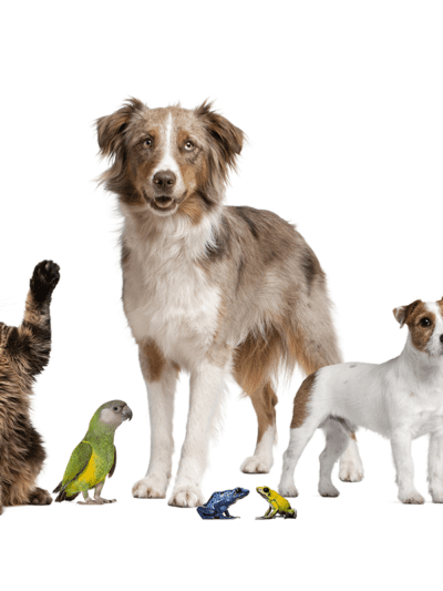 Pet "Animais de Estimação"
